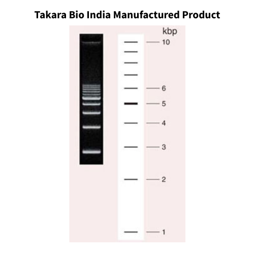 1 kb DNA Ladder