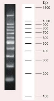 Cat. No. 3407A 100 bp DNA Ladder