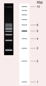 Cat. No. 3426A 1 kb DNA Ladder (Dye Plus)