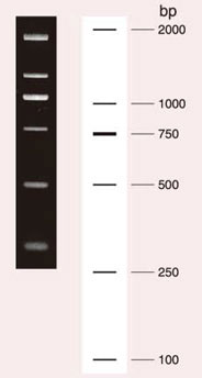 Cat. No. 3427A DL2,000 DNA Marker