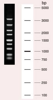 Cat. No. 3428A DL5,000 DNA Marker