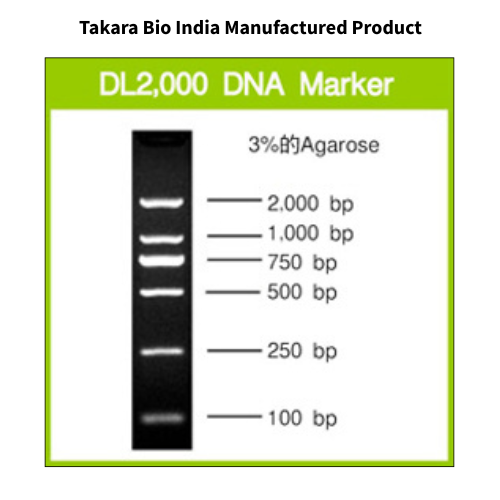DL2,000 DNA Marker – DSS Takara Bio